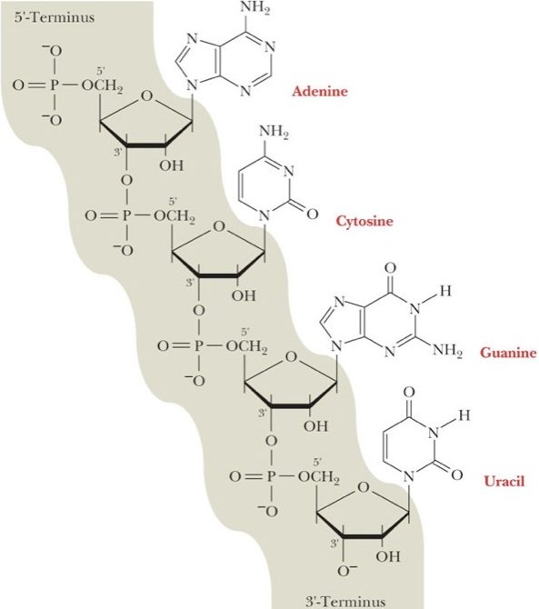 single polynucleotide chain of RNA